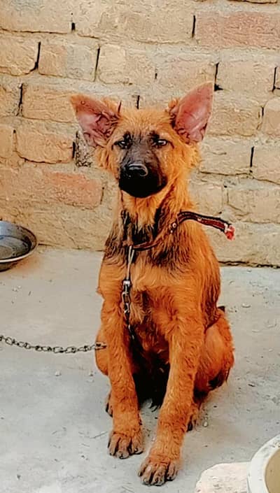 black tan German shepherd