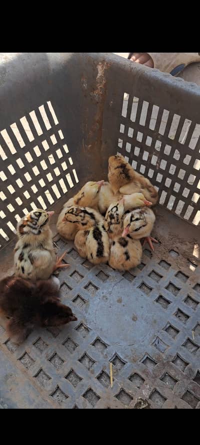 aseel main wali chicks