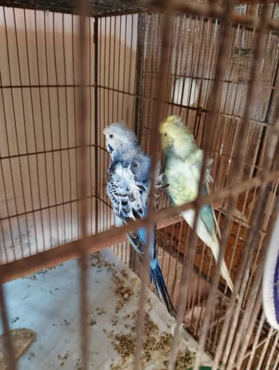 hogoromo double flower