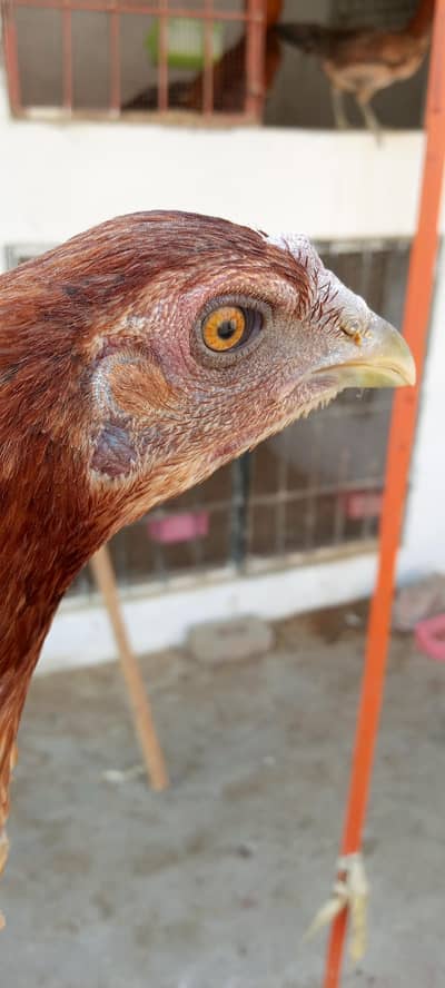 Dragon egg laying female