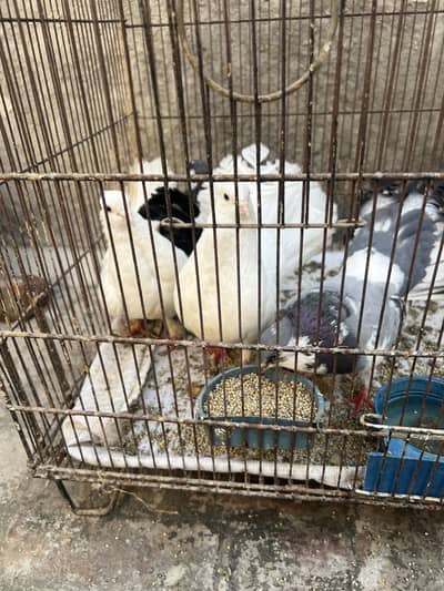 Laka pair and babies healthy and active