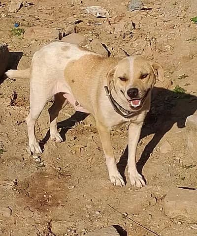 pitbull female dog urgent for sale