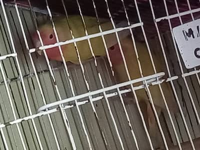 love brids pair 3 thousand arjant