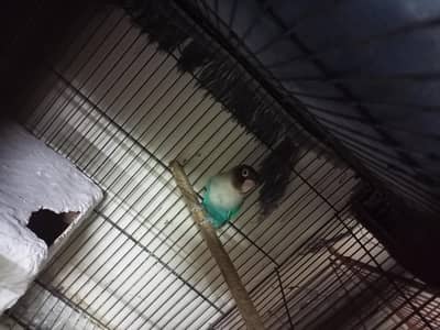 Breeder pair Love birds