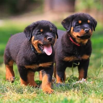 Rottweiler 2 male hai 1 female hai