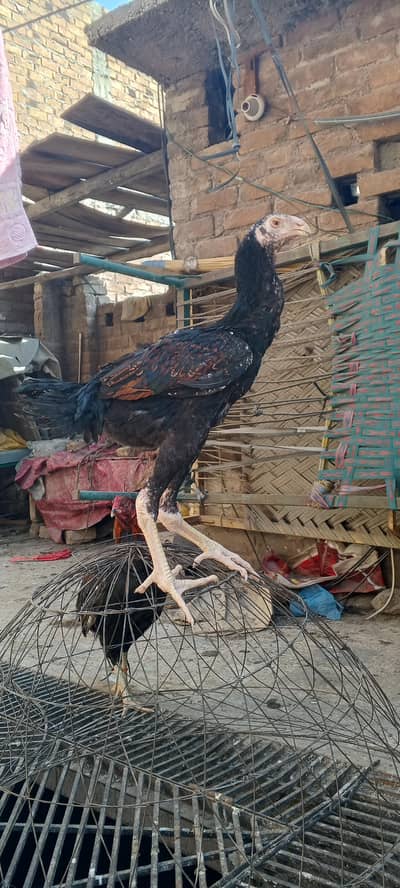 German Shamo Aseel Female Chick