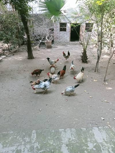 desi hens