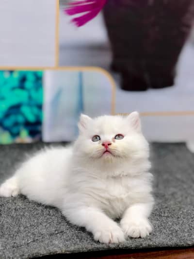 Cash on delivery Persian kitten cats