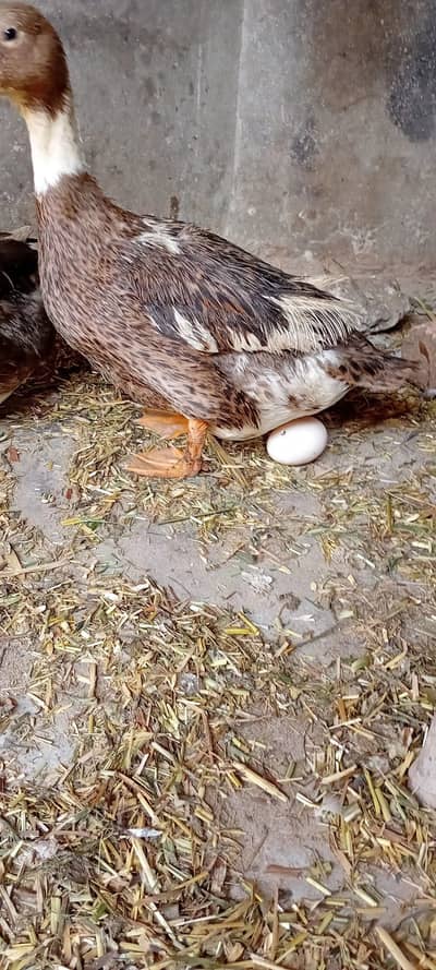 eggs deti ducks btukh for sale  male and female انڈے ديتی بطخ فار سيل