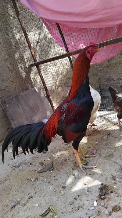 Aseel murgha murga morga mushka miawali