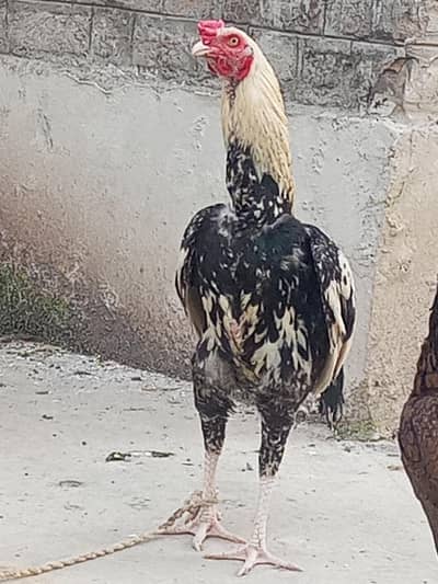 Jawa assel margha and khajori hen