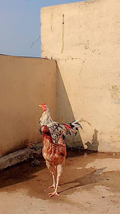 aseel male/female pair healthy and active