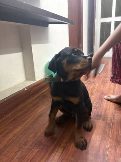 3 month female rottwhelier pup for sale