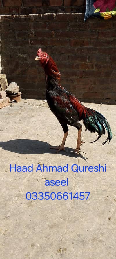 long height aseel murga available 03350661457