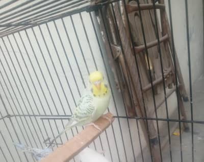 Fallow budgie