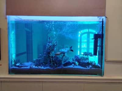 Fish aquarium all service in Lahore more information contact what'sapp