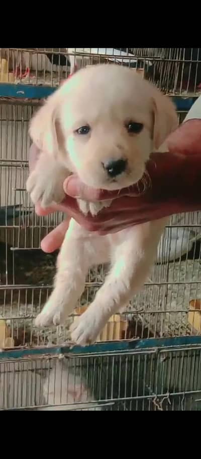 Padigree Father's puppies purse