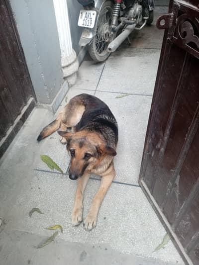 German shepherd female