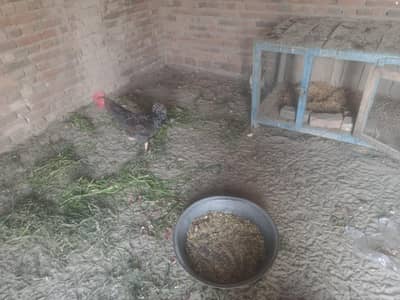 ek aseel murga ek  moor murga aur 9 Golden murgi roj ande Dene wali