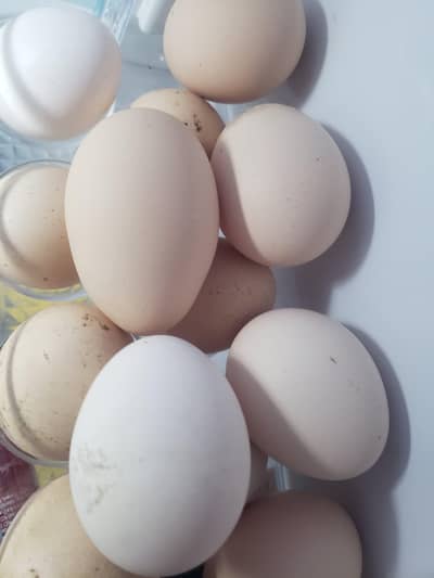 Desi Eggs  available in Hassanabdal and Wah cantt