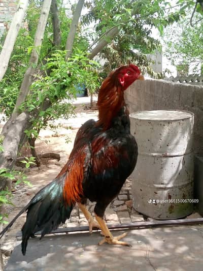 nice healthy and active  This is  rooster/chicken.