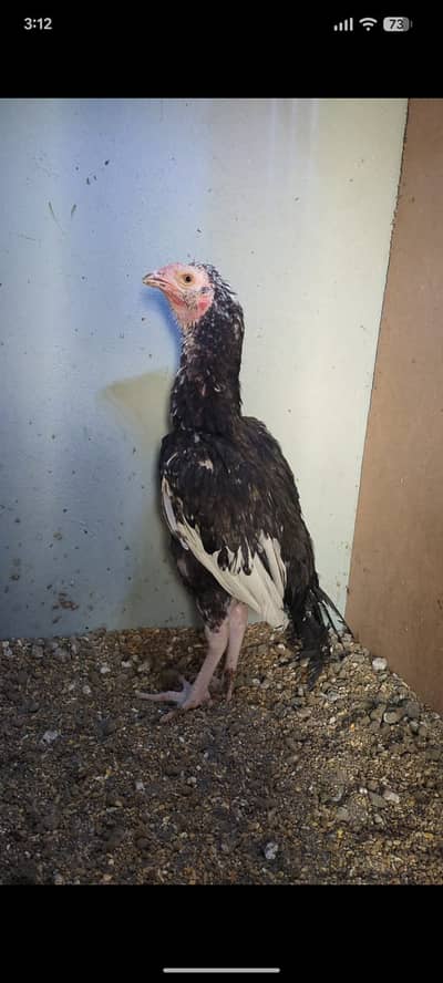 Lasani Nasal Patha For Sale