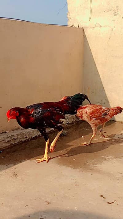 aseel male/female pair healthy and active