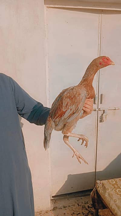 pure aseel female hens forsale