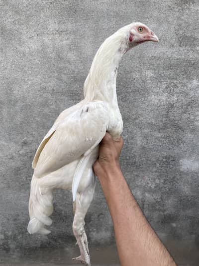 Hera Aseel Patha Pair