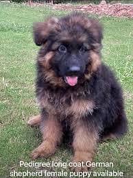 German shepherd pups available