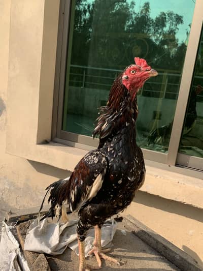 High Quality Cheena Aseel