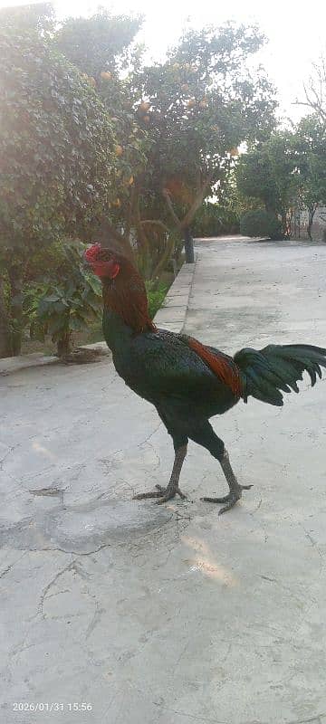 Aseel barmi patha for sale