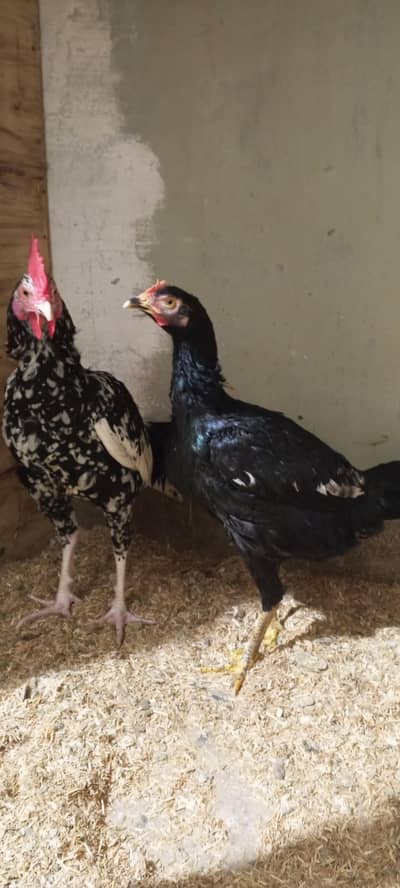 pure and high blood brid