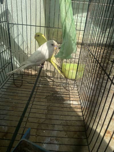 Red eye 2 peace Ready to breed male fenale not comfirm