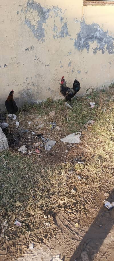 goldan missri murgiyan