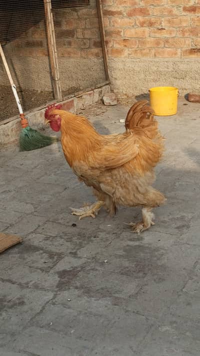 Golden Buffs egg laying 10 months age