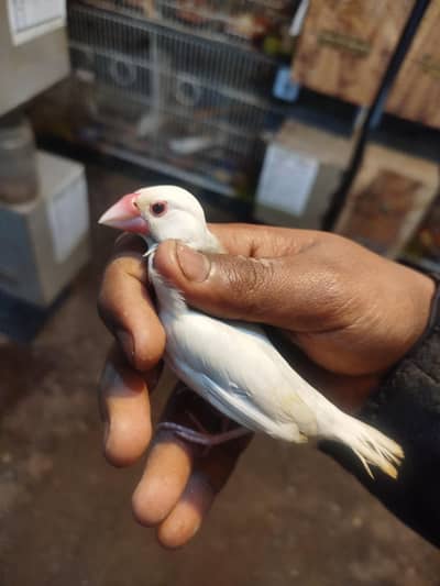 white jawa breeder female