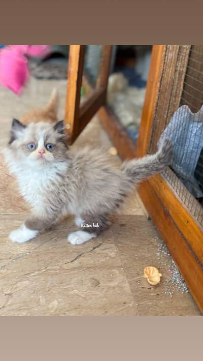 important kittens are available