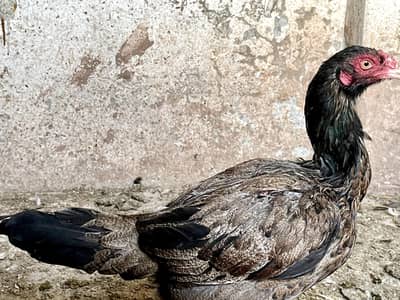 aseel murgi for sale