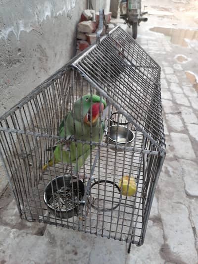 4 Year Old Female Raw Parrot for Sale – Healthy & Active