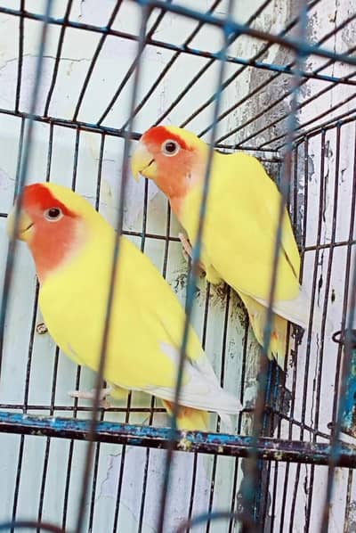 Love birds