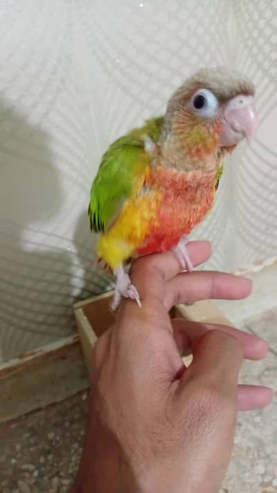 Pineapple conure chick