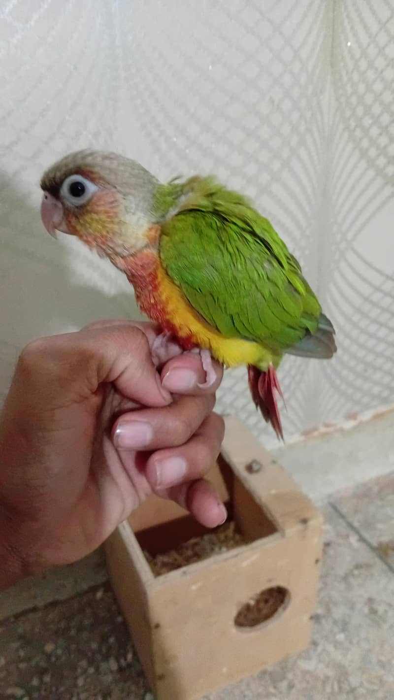 Pineapple conure chick 2
