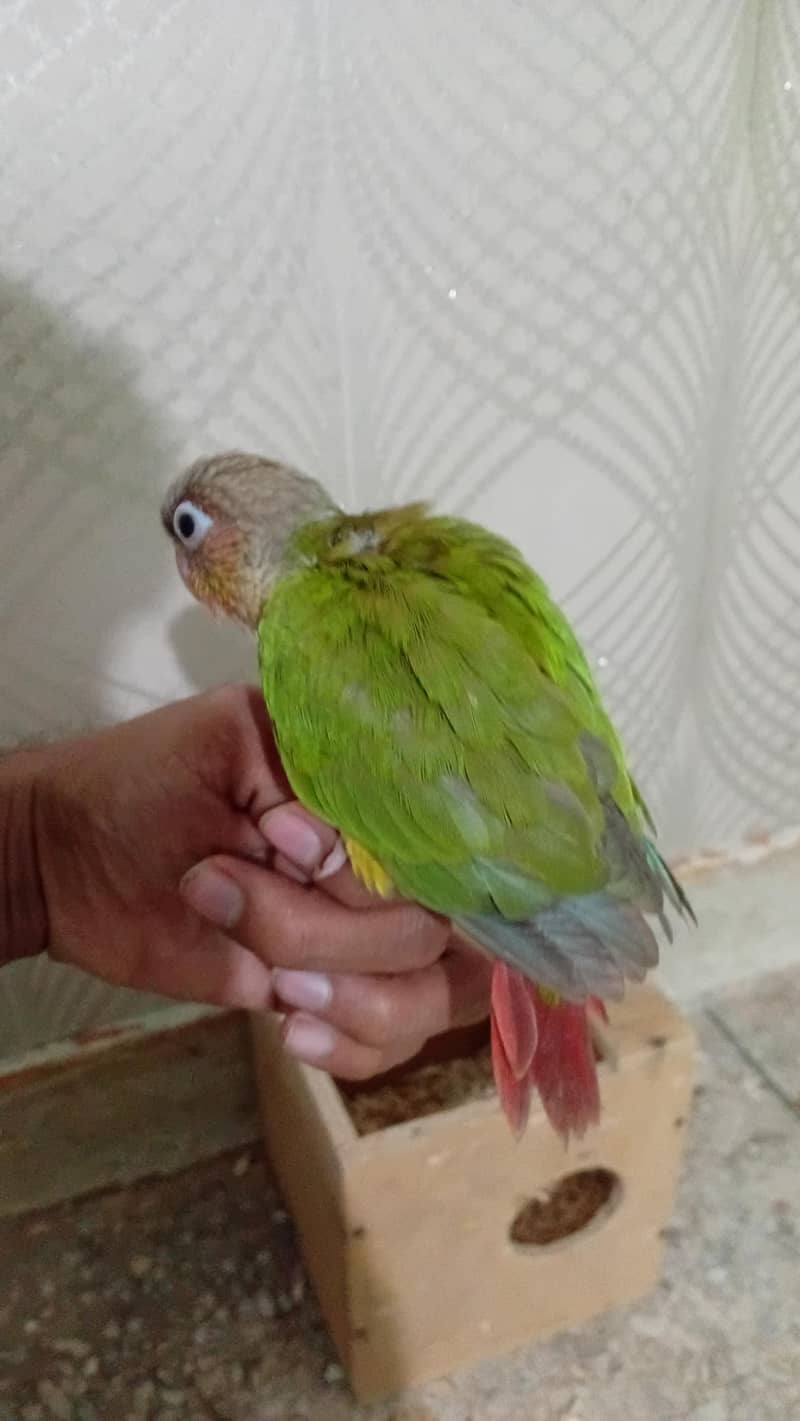 Pineapple conure chick 3
