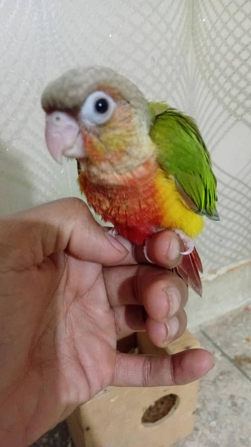 Pineapple conure chick 4