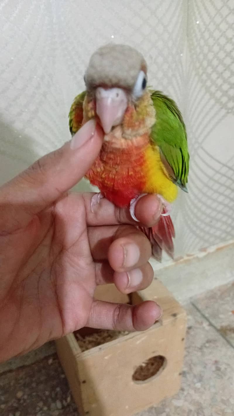 Pineapple conure chick 5