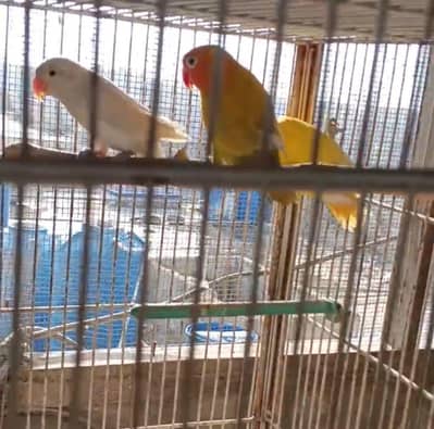 Latino Personata , Albino , Violet Personata & Blue Personata