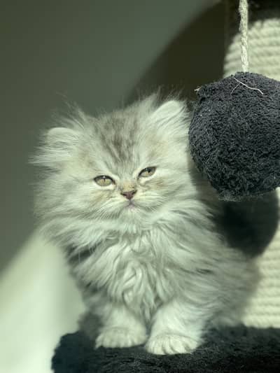 Grey Pure Persian Triple Coated Semi Punch Face Kittens