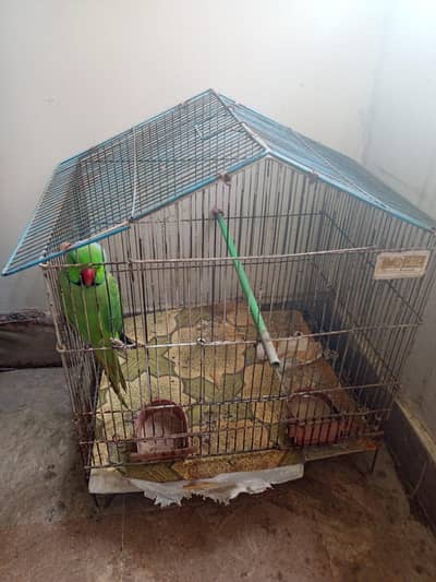 Healthy & Active Parrot with Cage for Sale