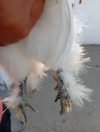 white silky blue ear top quality for sale